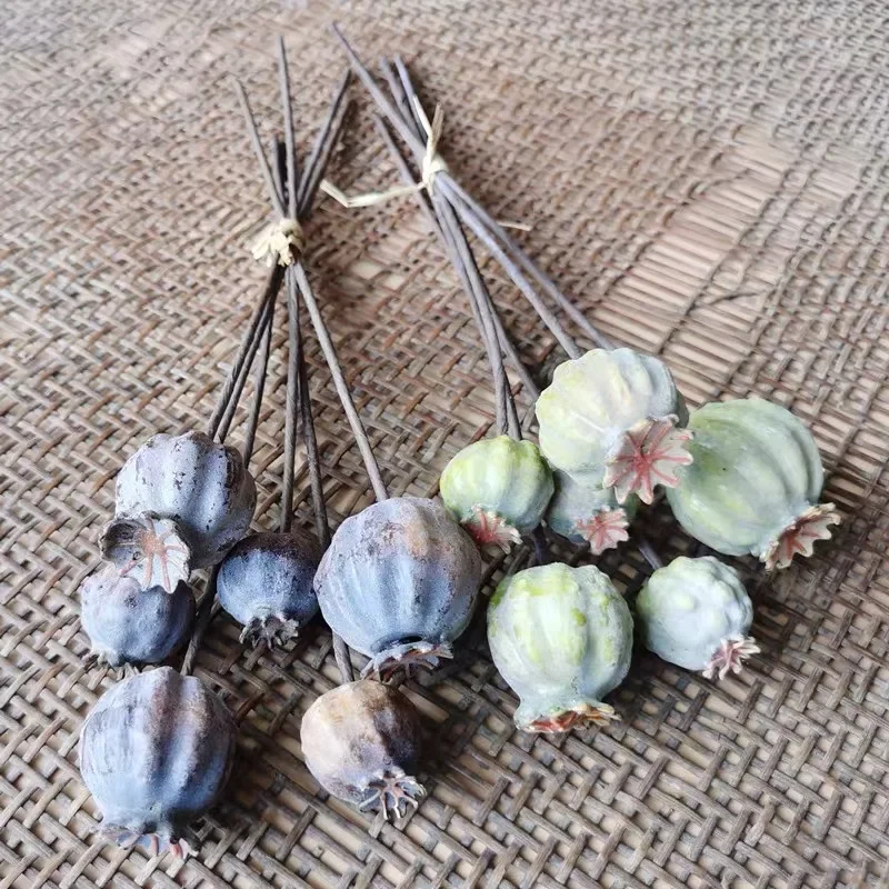 Poppy Fruit Nuts Ar… - image