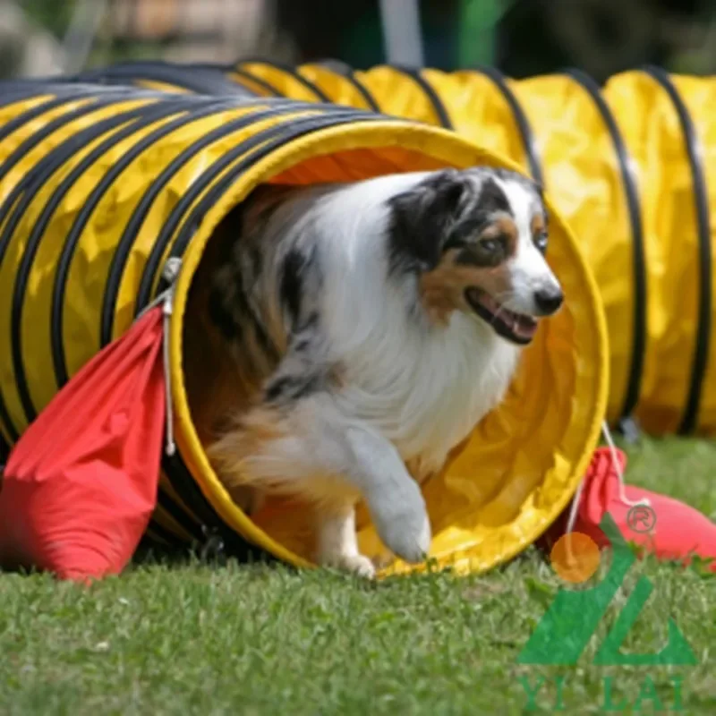 Multi-size Competition of Super-thick Shuttle Tunnel for International Tournament Dogs