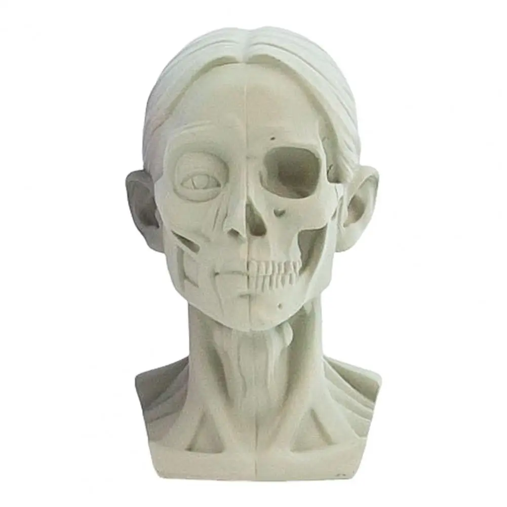

Модель головы из смолы для упражнений на эскизы, инструмент для рисования для художников, скульптура черепа из смолы с структурой мышц, плоский для медицины