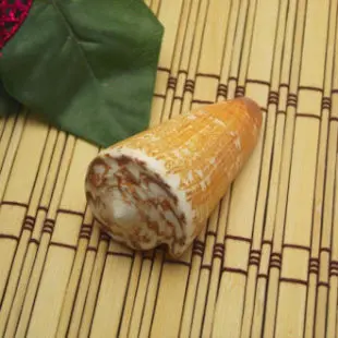 Natural Sea Shell & Coral Wall & Floor Ornament, Aquarium Decor, Collectible Item - Embroidered Cone (Conus species)