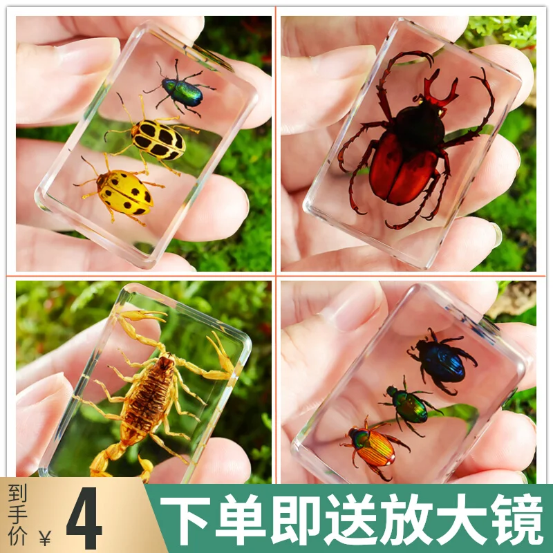 62 STYLE Real insect specimen transparent resin creative small ornament scorpion spider beetle kindergarten teaching toy