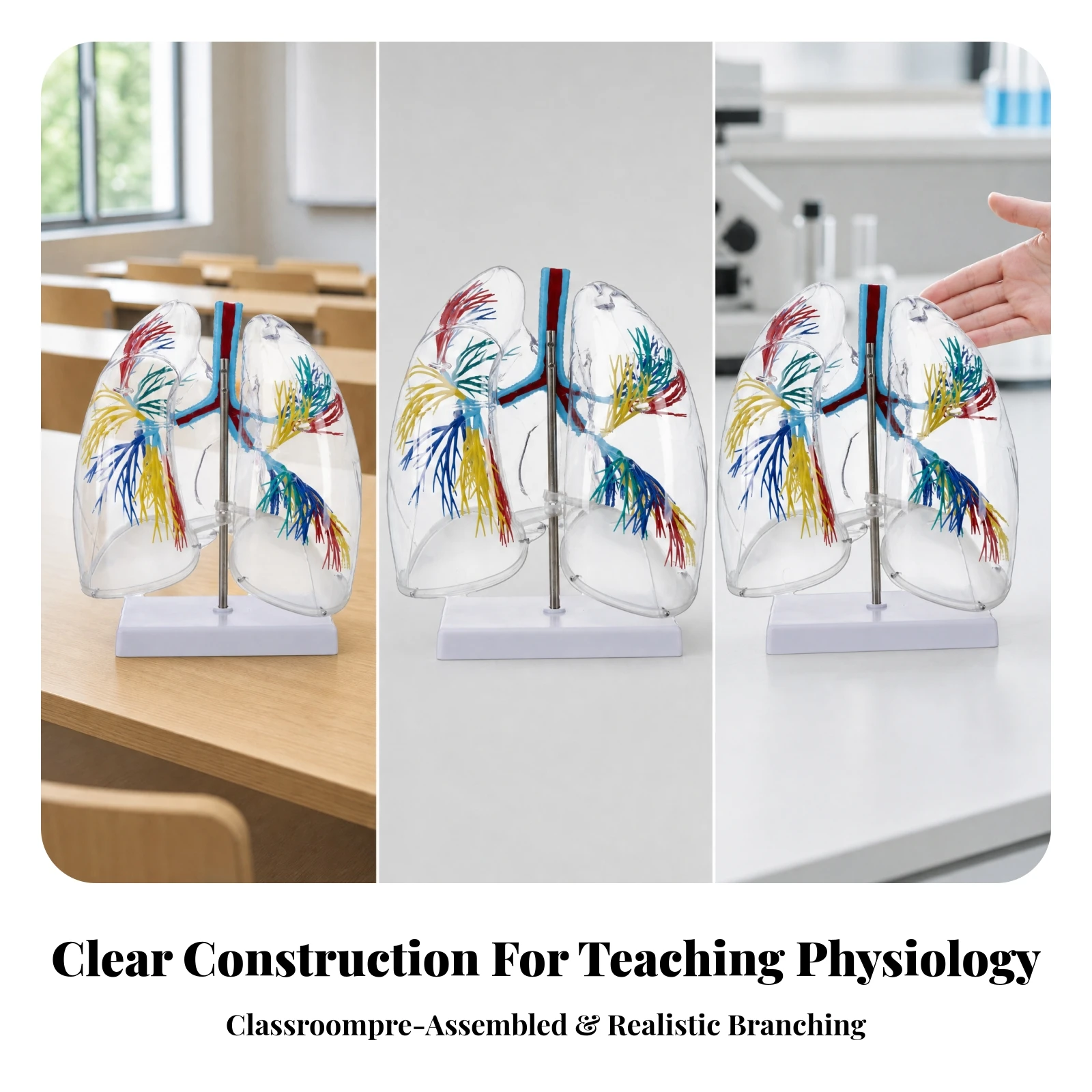 Modèle de poumon transparent pour l'enseignement de l'anatomie pulmonaire, modèle médical avec détails clairs pour les enseignants, les salles de classe et les laboratoires.