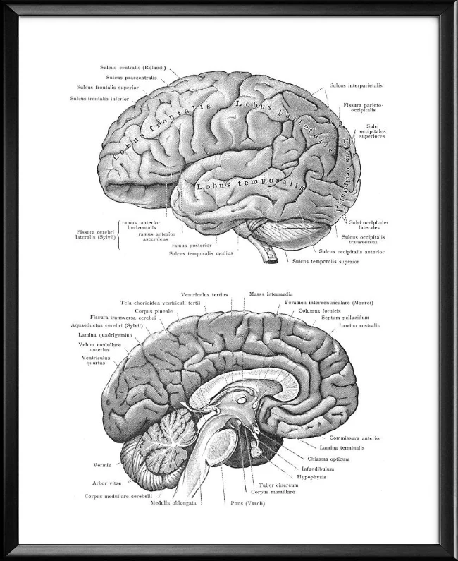 Anatomical Brain Structure Posters Art Medical Antique Anatomy Print Cardiologist Doctor Decor Clinic Wall Canvas Painting