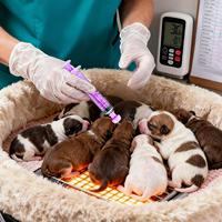 Baby Bird Feeding Syringe Food Dispenser with Tubes 5ml Clear Liquid Feeding Syringes for Dogs Cats Kitten Parakeets Cockatiels