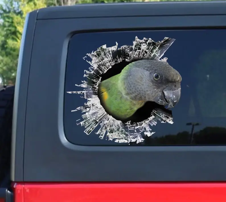 Senegal Parrot window sticker, brocken window car decal, Senegal Parrot decal