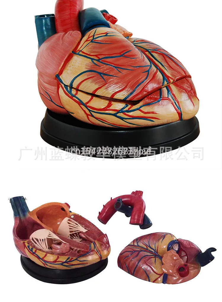 5 Times Magnification Adult Heart Anatomy Model Ultrasound Department Cardiology Heart Model Cardiac Blood Vessel Teaching Model