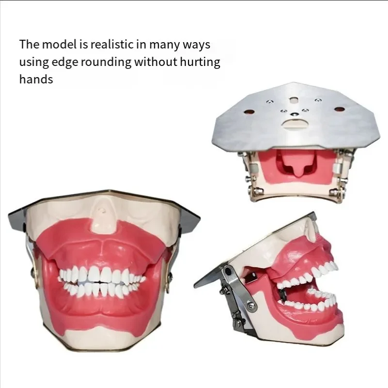 13-Position Tooth Extraction Model –        Oral Practice Extraction Training Model (Factory)