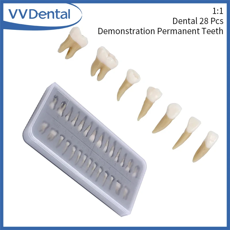 

VVDental 28 шт., демонстрация постоянных зубов 1:1, обучающая модель для обучения, обучающая модель для стоматолога, имплантата, обучающая модель, инструменты для практики стоматолога