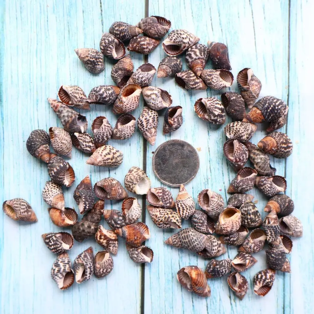 Natural Sea Shells Conchs Set For Fish Tank Aquarium Decoration Nautical Ornament Diy Crafting Home Decor Accessories