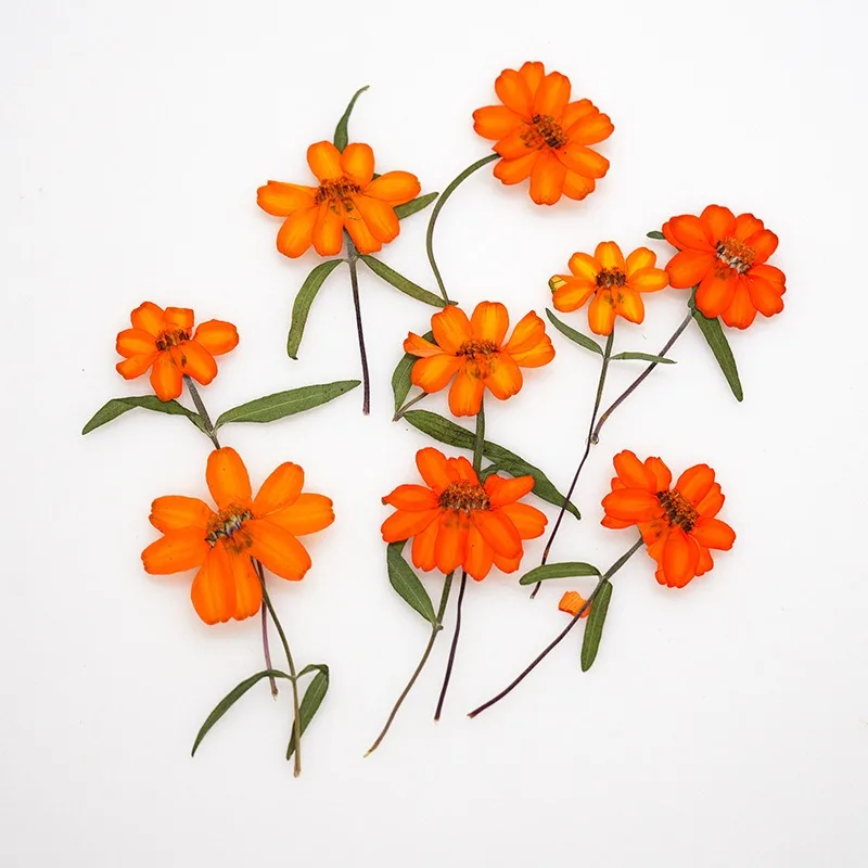 12PCS Set 5-8cm Size Orange Zinnia Dried Flowers with Branch for DIY Resin Mold Bookmark Decoration Natural Pressed Flowers