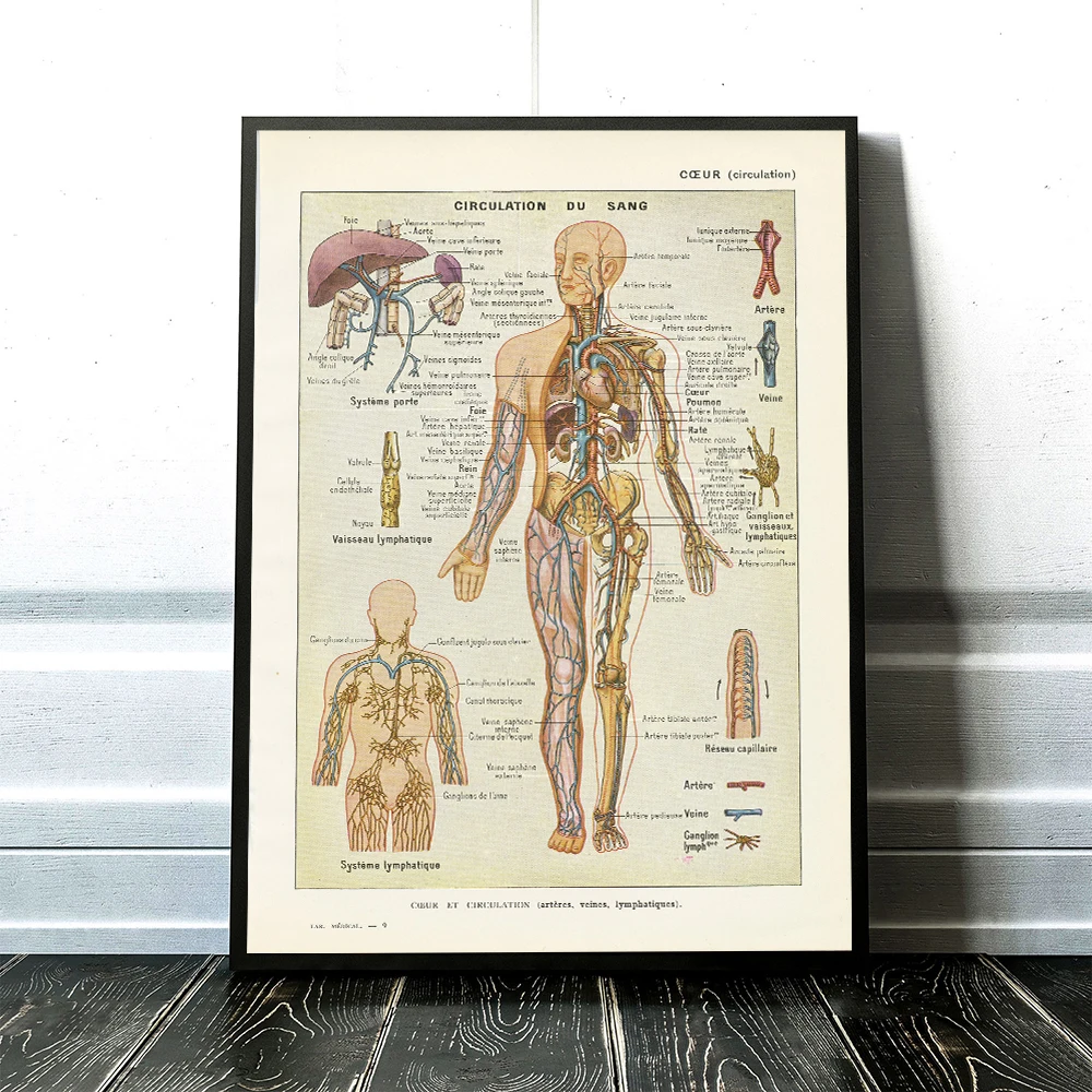 1952 Blood Vessels Print Vintage Medical Anatomy Poster Wall Decor Medical Gift For Student Doctor Office Decor Poster Canvas