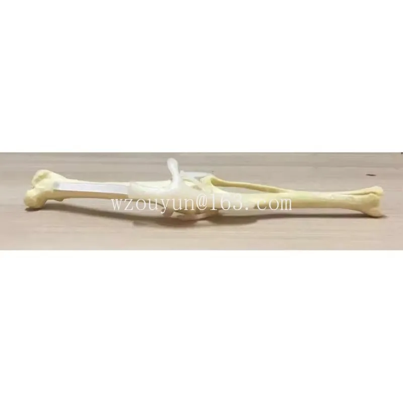 Dog hind limb surgery practice simulated bone model orthopedic dog skeleton animal skeleton canine pet veterinary teaching aids