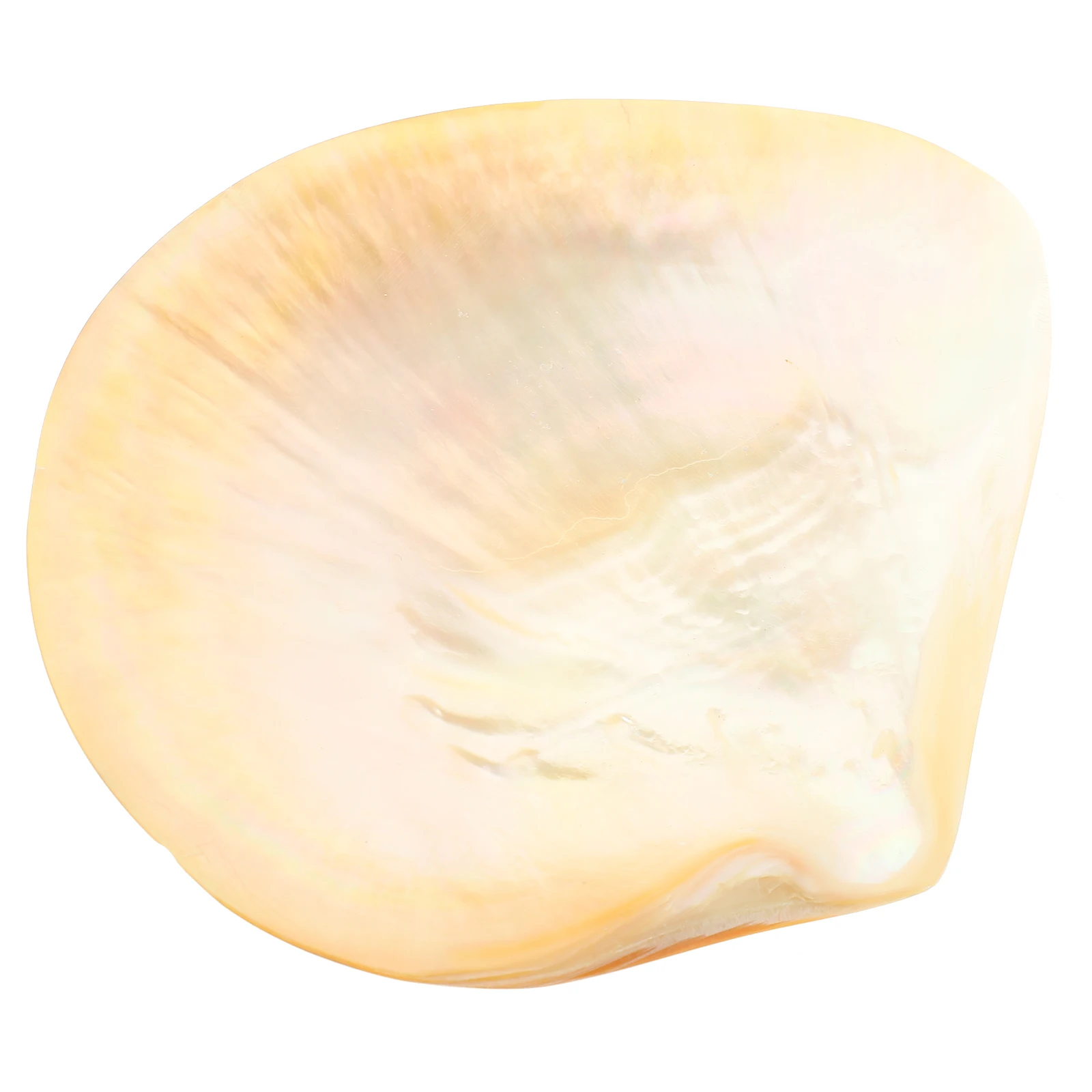 

Shell Decorative Tray Salad Plate Dessert Plates Food Trays for Serving Dishes Round Tableware