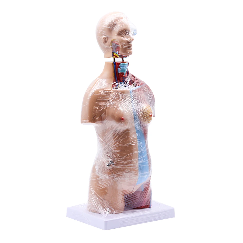 45cm human torso Offal model  Detachable Human Body Anatomy Torso Model Skeleton