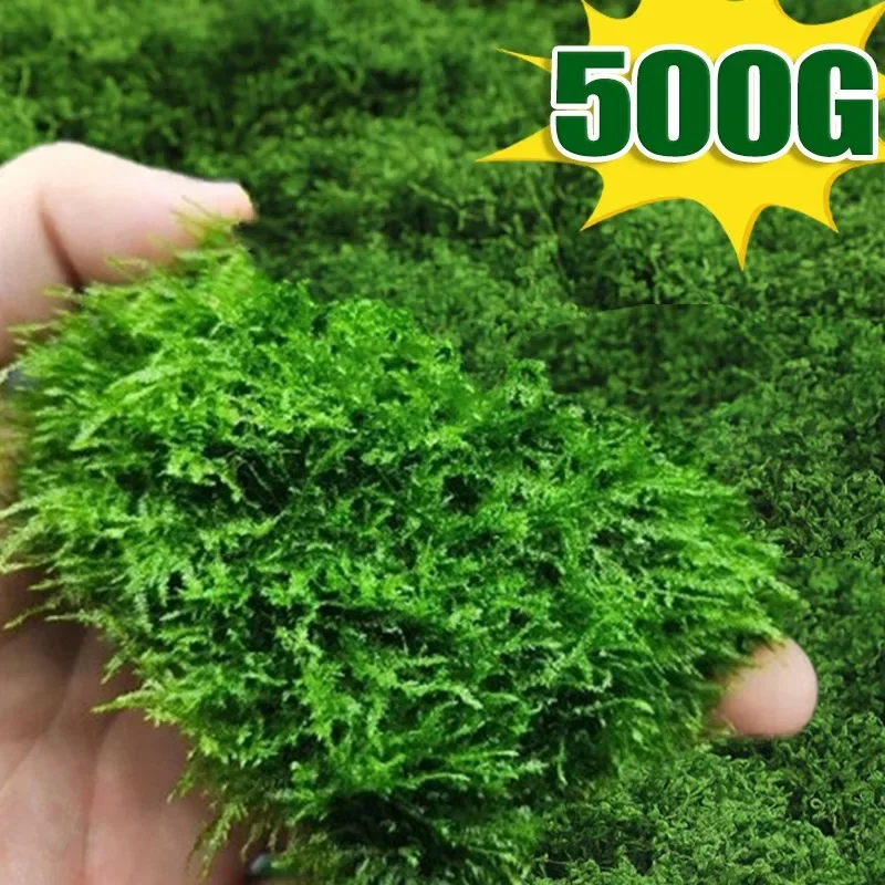 500/30G Eternal Artificial Green Moss Lawn Mini Landscape Fake Grass DIY Crafts Room Garden Grass Plants Decorations Wholesale