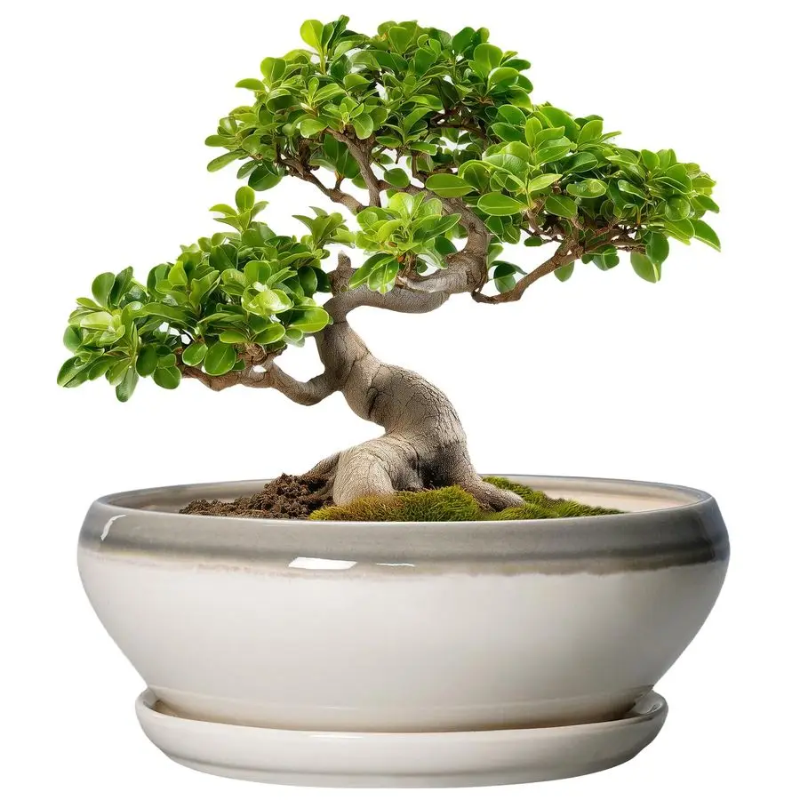 

Bonsai Pots Ceramic 10 Inch Succulent Planters for Indoor Plants Outdoor, Shallow Round Planter with Drainage Hole and Saucer, C