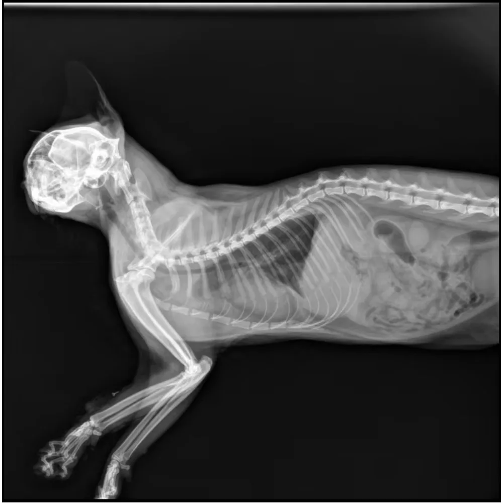 Portable Veterinary Equipment Low Price Digital Veterinary X-Ray Machine Pet Operated Veterinary X-Ray Machine