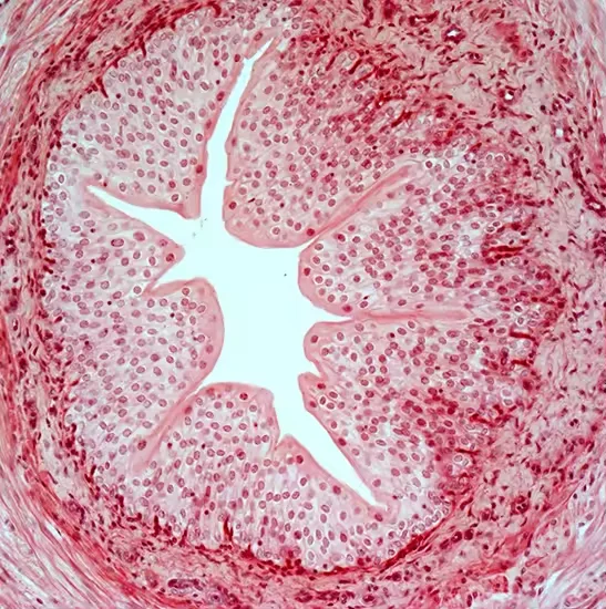 กล้องจุลทรรศน์ดิจิตอล BestScope BUC1D-1200C 12.0MP เซ็นเซอร์ IMX577 ความเร็วสูง USB2.0 0.5x C-mount CMOS