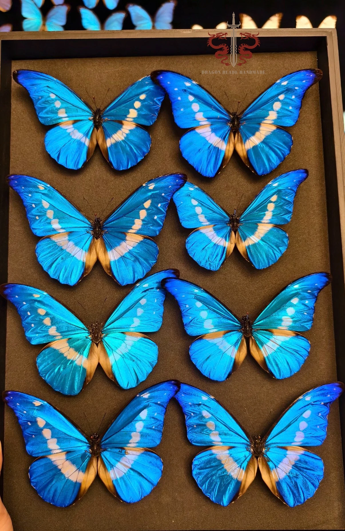 Butterfly specimen Morpho Helena, 1pc wings spread A1 high quality, Decorative Display Collection Gifts