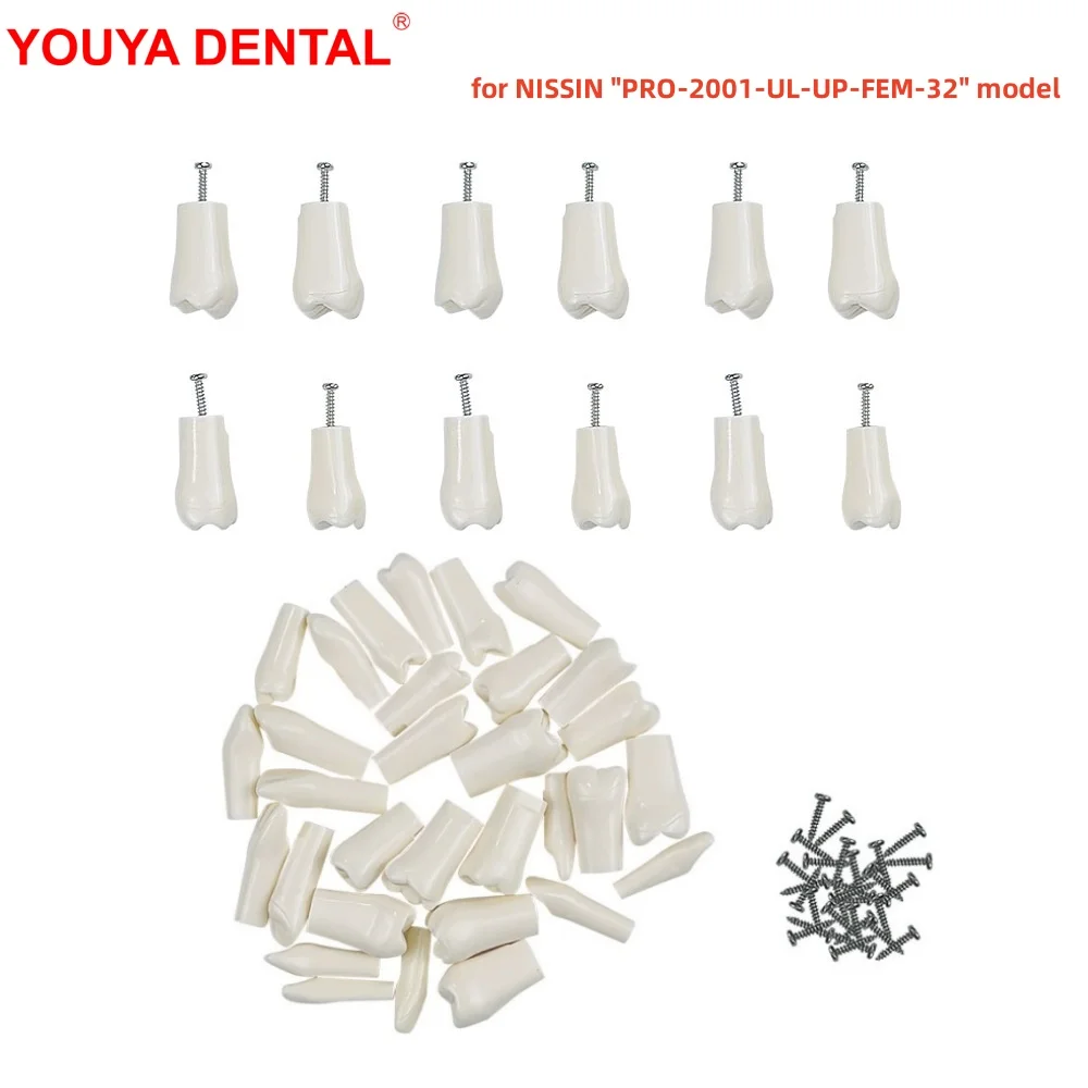 5pcs Replacement Teeth Compatible With NISSIN PRO-2001-UL-UP-FEM-32 Dental Teeth Model For Studying Training Practice Teaching