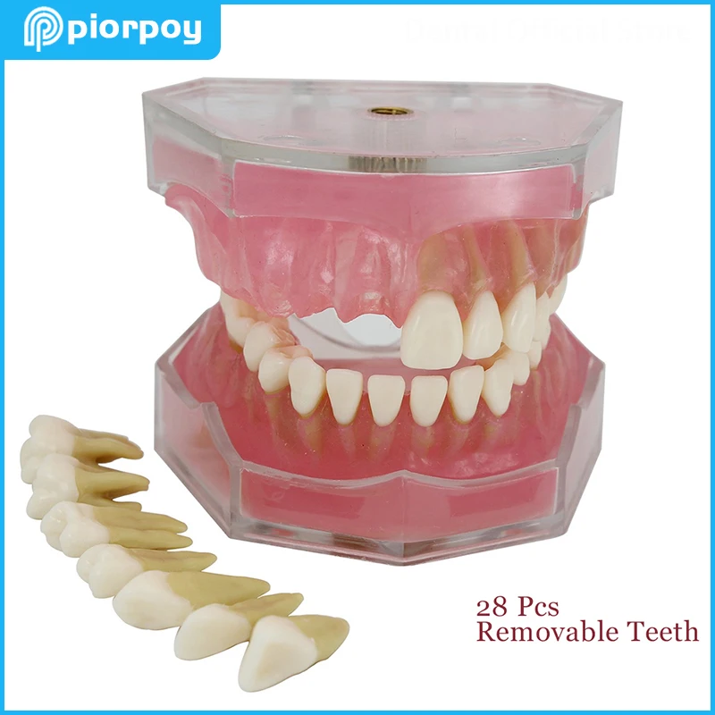 Dental Tooth Model Soft Gum Study Teaching Molding Standard with 28 Pcs Removable Teeth Dentistry Demonstration Accessories