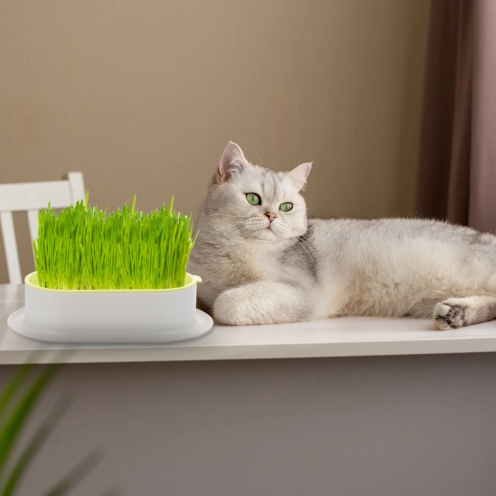 

Cat Grass Growing Kit Interactive Toys Litter Box Catnip Plant Hydroponic Tray Outdoor Planter