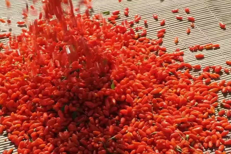 Machine de traitement de retrait de graines de tomate