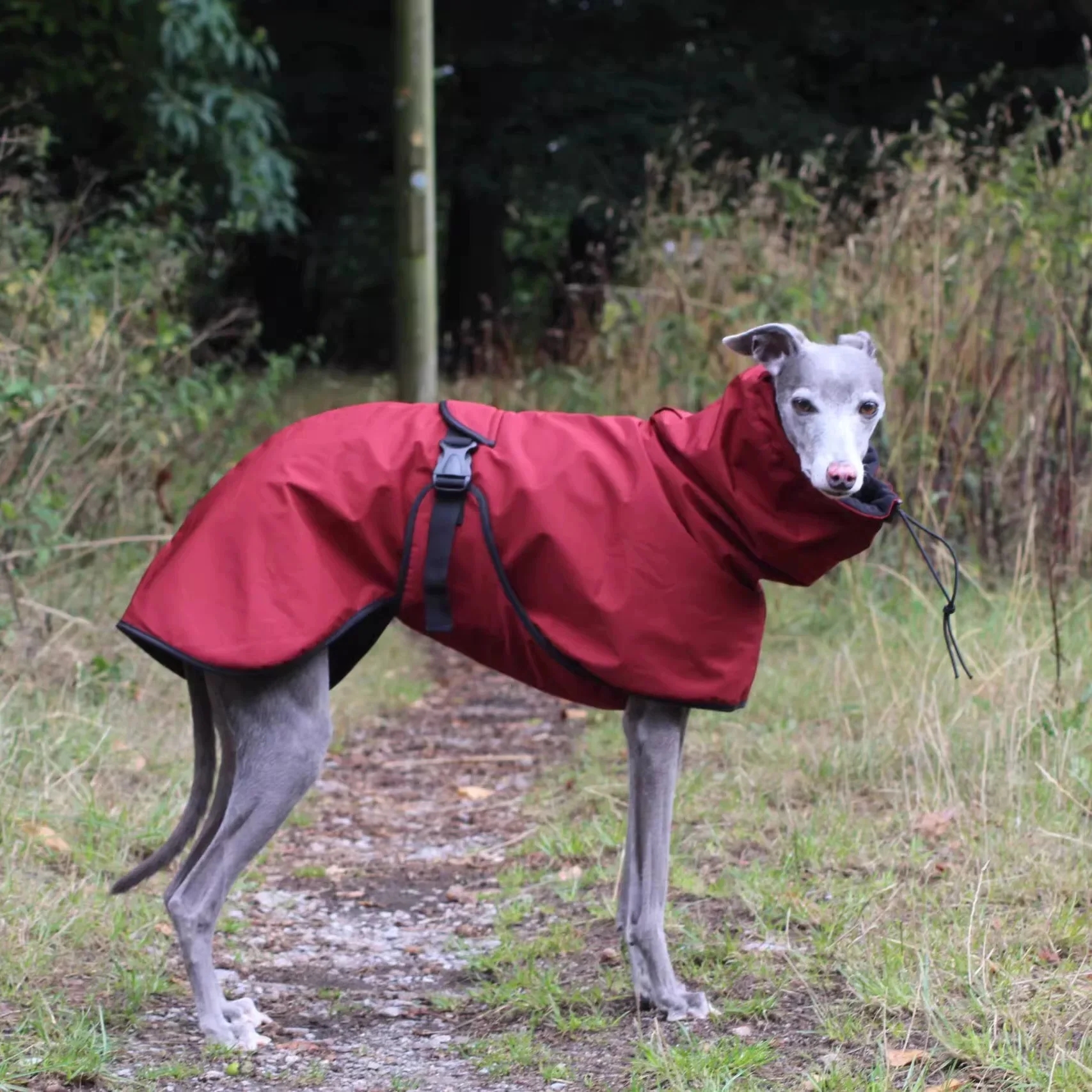 Modischer Regenmantel für Airless Terrier, weiche Welpenkleidung, warmer wasserdichter Mantel für italienische Windhund-Whippet-Hundejacke – Detail 5