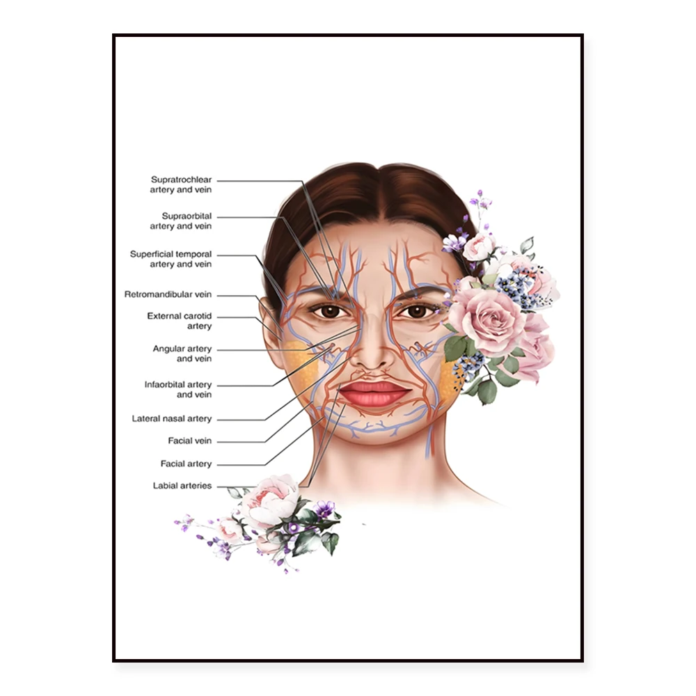 Póster de relleno dérmico, cartel de anatomía facial, cartel de botox, cartel de relleno de labios, diagrama facial, cartel de decoración facial de belleza