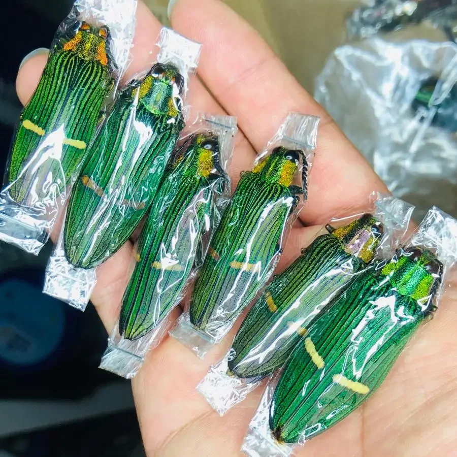 Alone Beetle Insect Specimen Real Beetle Cognition Animal Optional Spade Beetle Teaching Research Education Specimen Ornaments