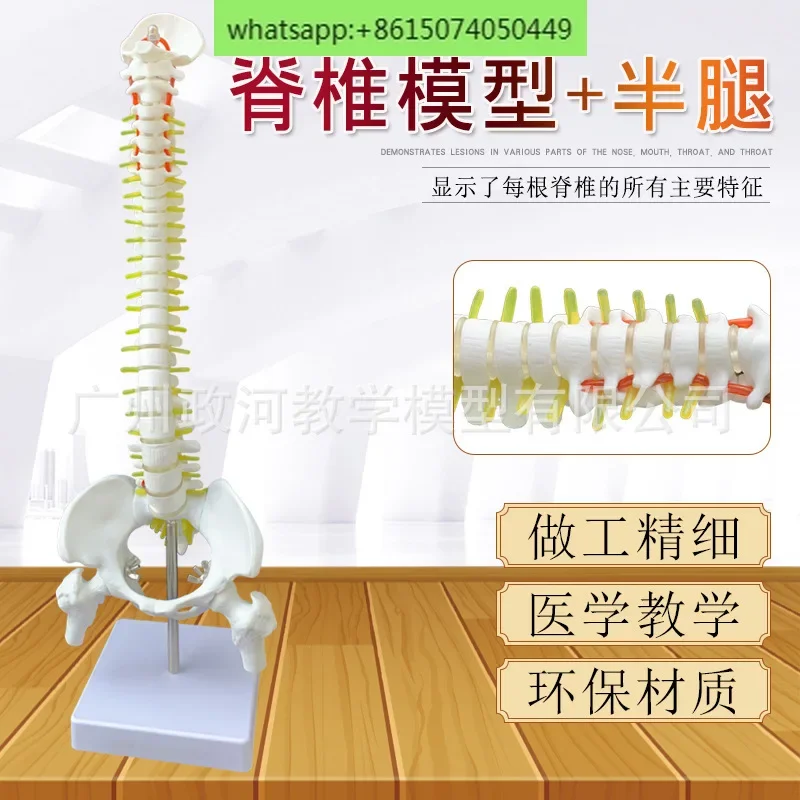 

45CM HUMAN SPINE MODEL: CERVICAL SPINE, LUMBAR SPINE, THORACIC SPINE, CAUDAL VERTEBRAE, AND PELVIC TEACHING MODEL
