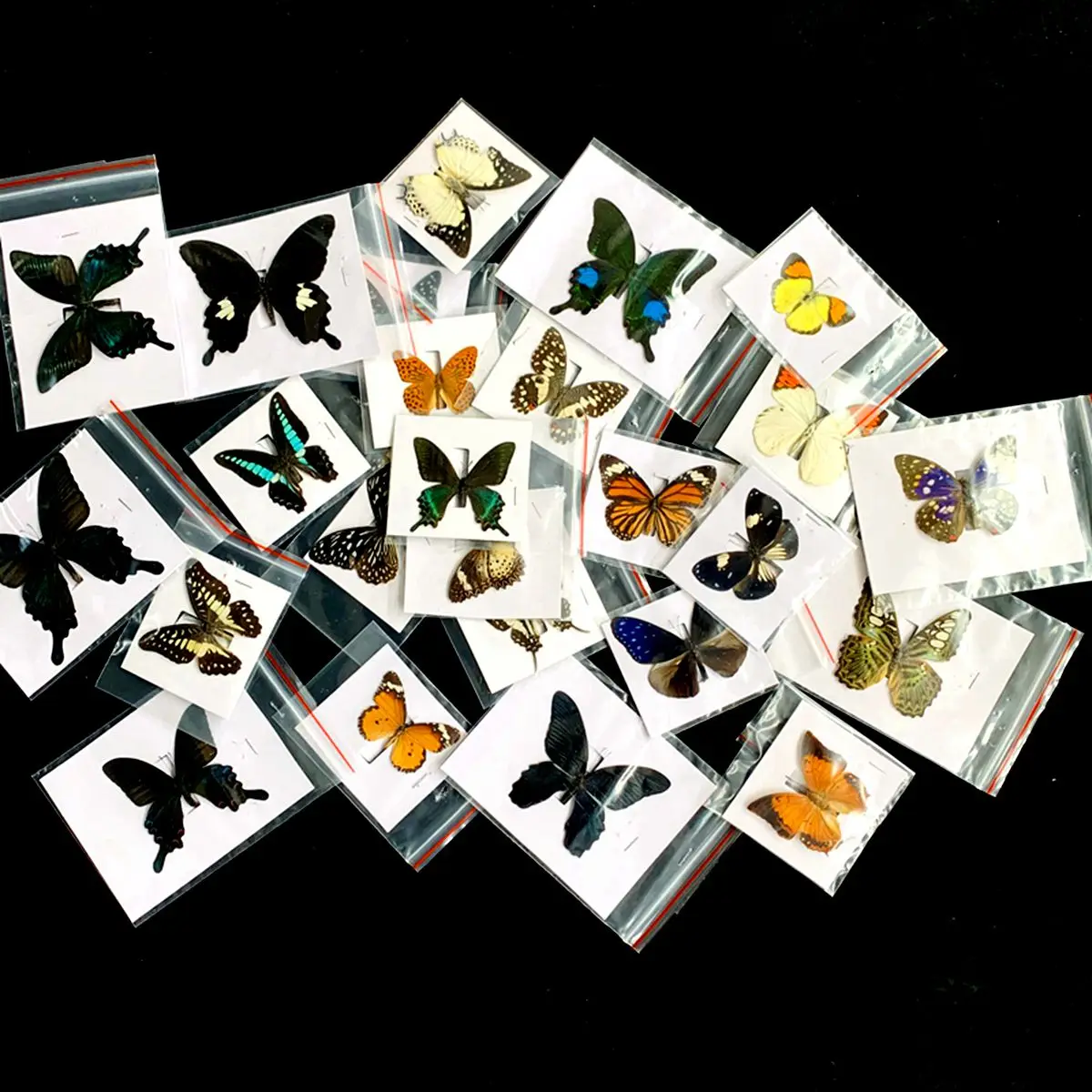 10Pcs Natural Real Natural Unmounted Butterfly Specimen Artwork Material Colorful Mixed Le Papillon Home Decoration DIY