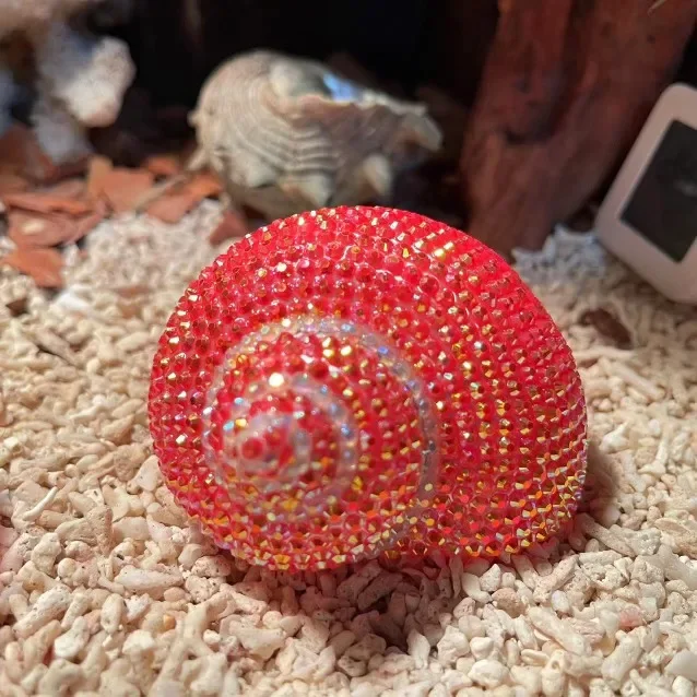 4-個巻貝天然シェル小さな巻貝ヤドカリスペアシェル交換手作り-diy-水槽造園ホタテ貝