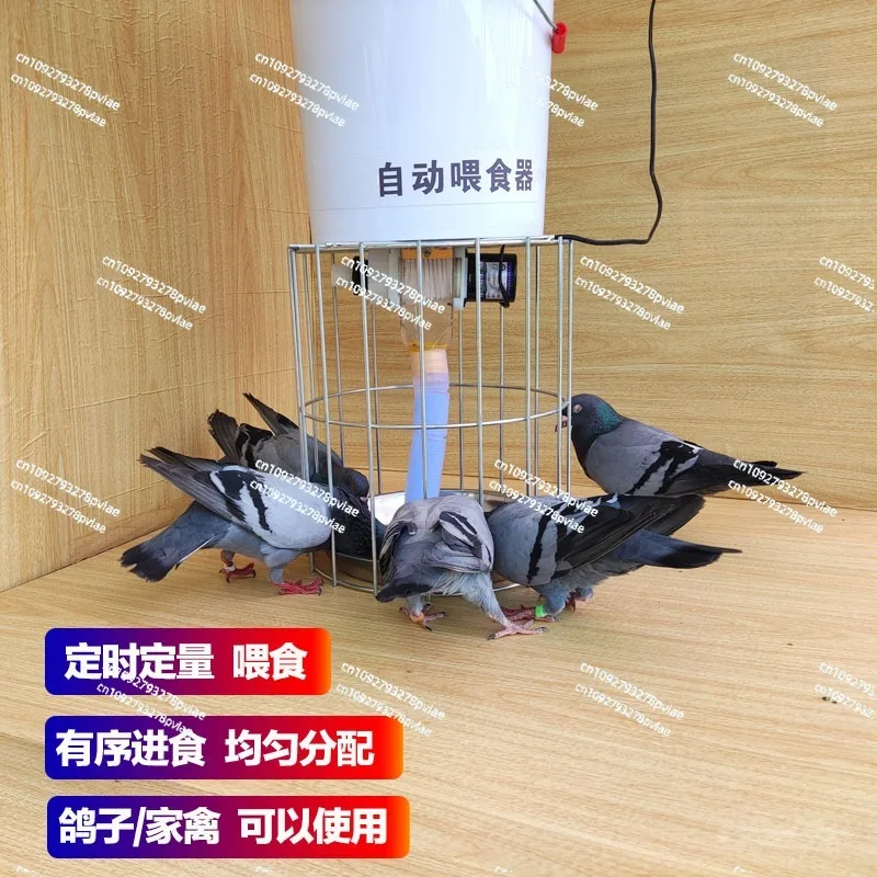 Pigeon Supplies Utensils Automatic Feeder Carrier Pigeon Trough Zhimen Timed Anti-scattering Chicken Feeding Pigeon Feeding