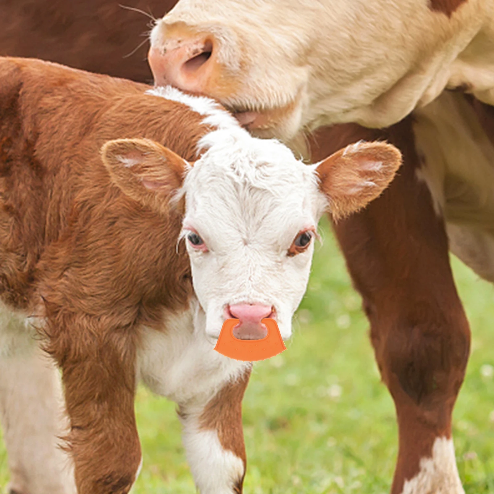 

Bull Nose Clip Calf Weaning Clamps Weaner Device Weener Rings for Calves Cattle Guard