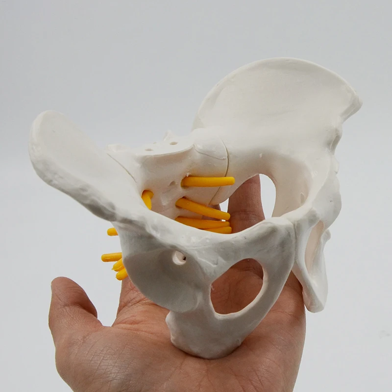 Mini Pelvis Model Human Skeleton Model Specimen Hip Skeleton Anatomy Medical Tool school Used