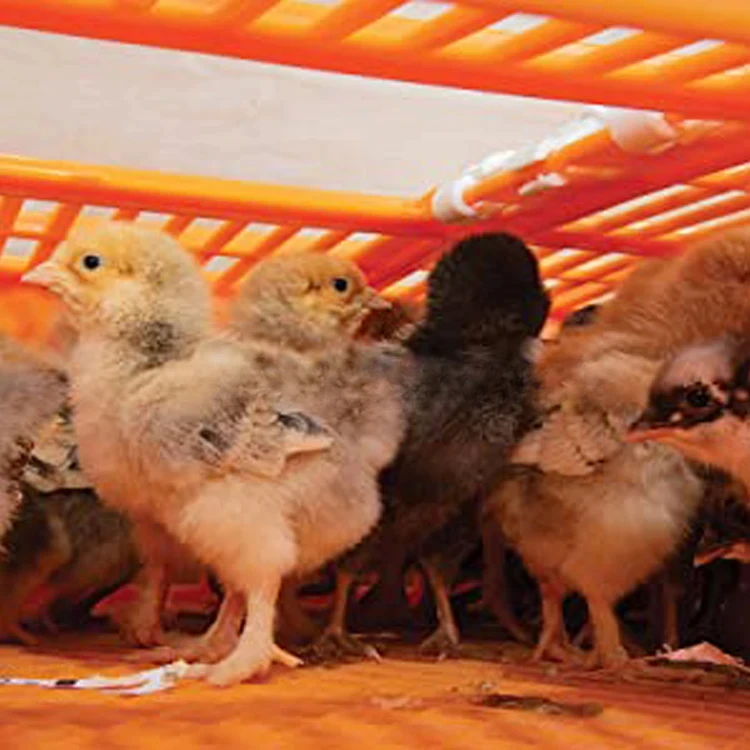 For YYB-LMC-03 Foldable Cage Live Poultry Transportation Cage Quail Box Transported Chick Transport Crate