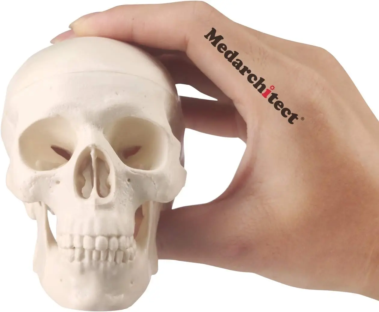 

Medarchitect Human Skull Model Mini Anatomy Skull Model Moving Jaw Articulated Mandible for Drawing Cranium Medical Education