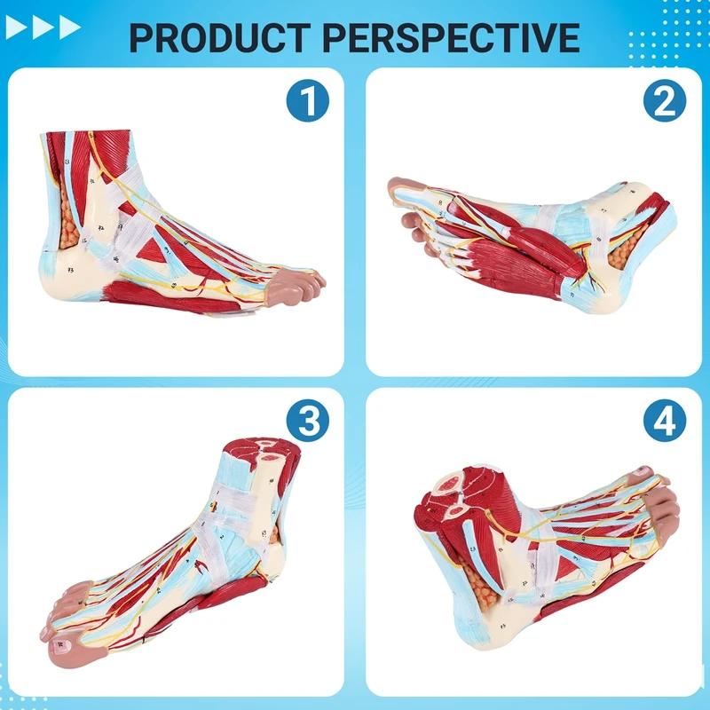نموذج تشريح القدم البشري ، 9 أجزاء ، بما في ذلك عضلات العظام والأربطة والأعصاب والأوعية الدموية والمفاصل القدم
