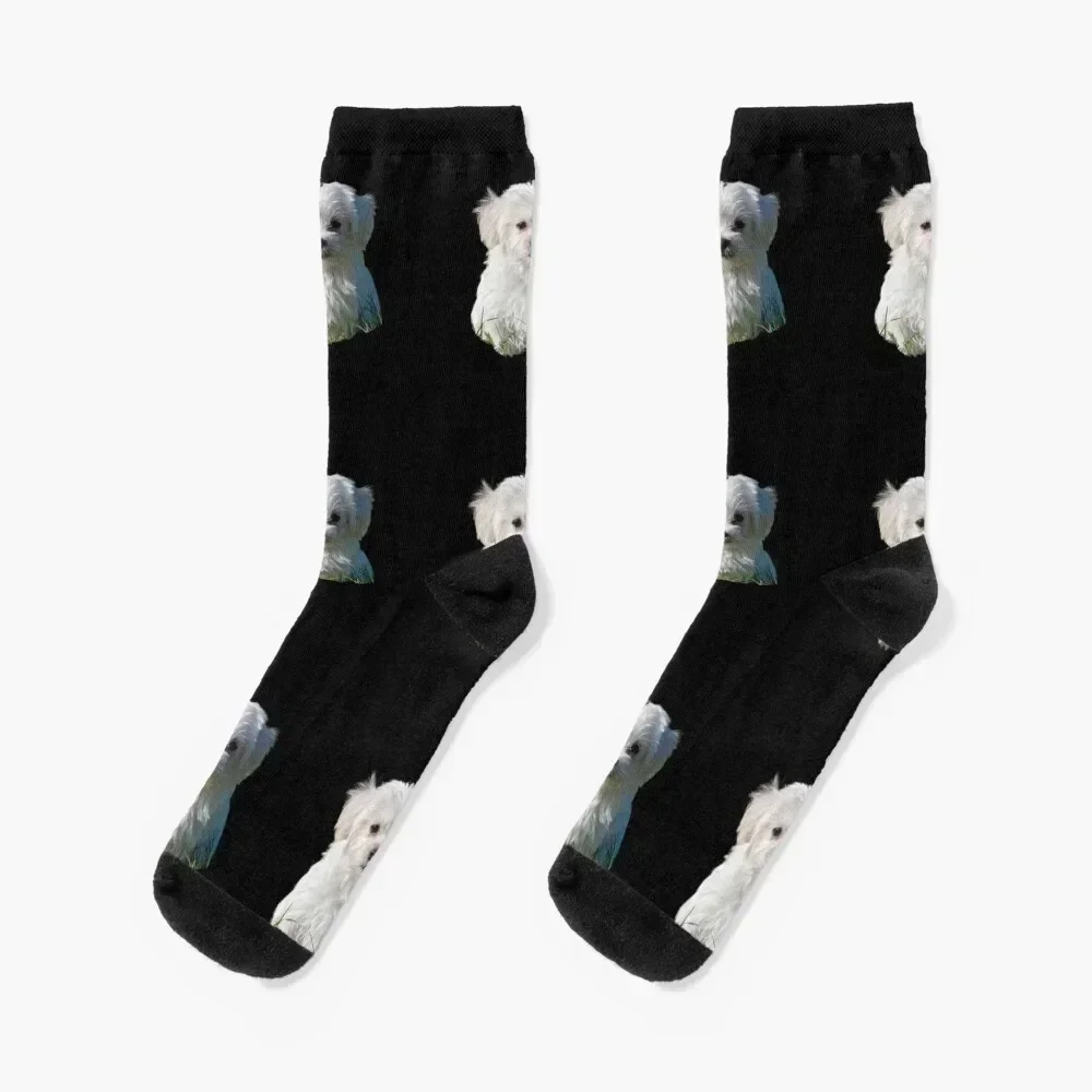 

Havanese Cute Socks hip hop luxe new in's Stockings compression Boy Socks Women's