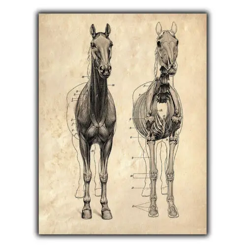 SIGN METAL WALL PLAQUE Anatomy HORSE Vintage Print Surgery/Vet