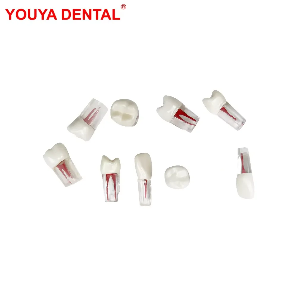 1Pcs Youya Dental Endodontic Teeth Root Canal Training Model Simulation Dentistry RCT Practice Pulp Cavity Teaching Study Model