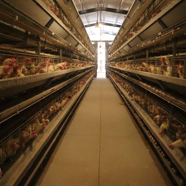 Complete Automatic Layer Chicken Raising Equipment Battery Cage with Auto Egg Collecting Machine and Auto Manure Cleaning Belt
