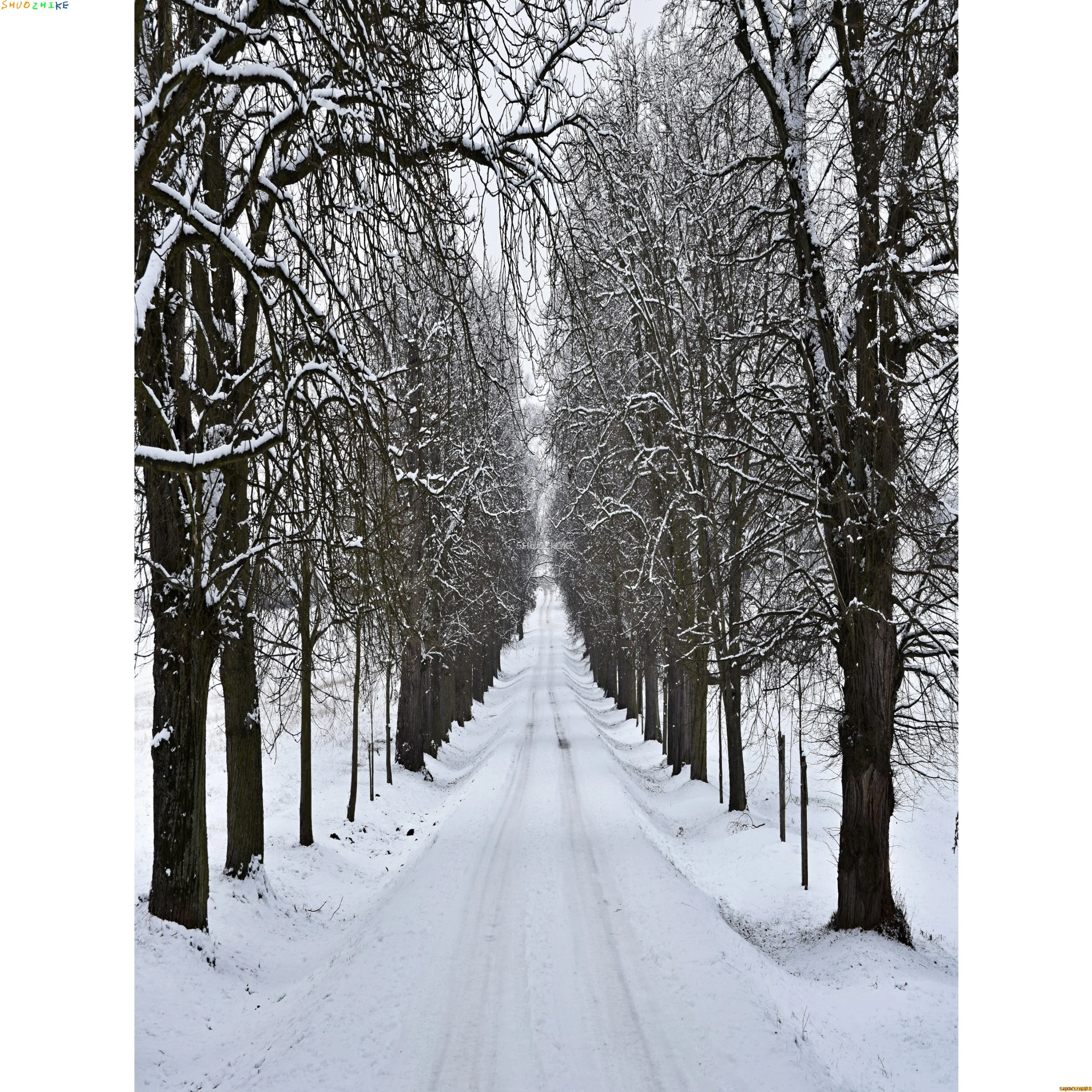 الشتاء الغابات الثلوج الطريق خلفيات للتصوير الفوتوغرافي عدم وضوح المشهد الثلج الطريق شجرة التنوب خلفية الصورة XD-15