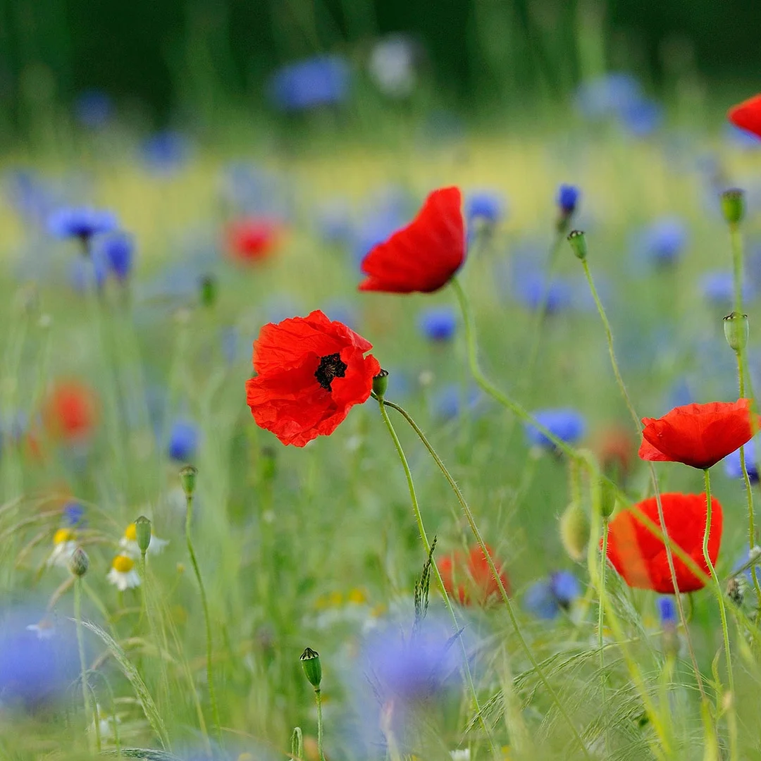 

DX 12.3 inch Smart Car LCD Digital Cluster CockPit For Honda Fit 2014-2020 Dashboard Virtual Cockpit Instrument Auto Speed Meter