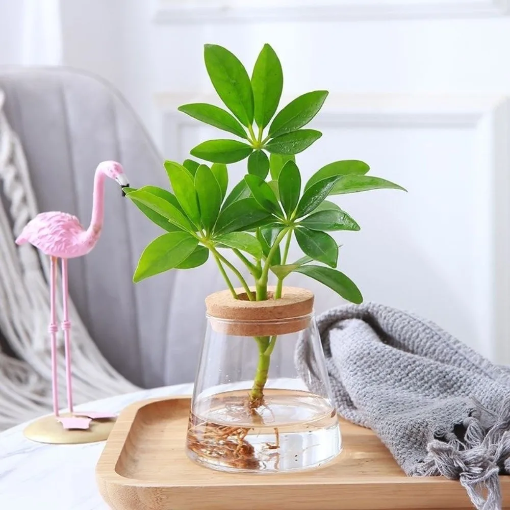 Glass Material Glass Planter Thick Wooden Base Water Cultivation Vase Tabletop Design Modern Vase Rack Home Decoration