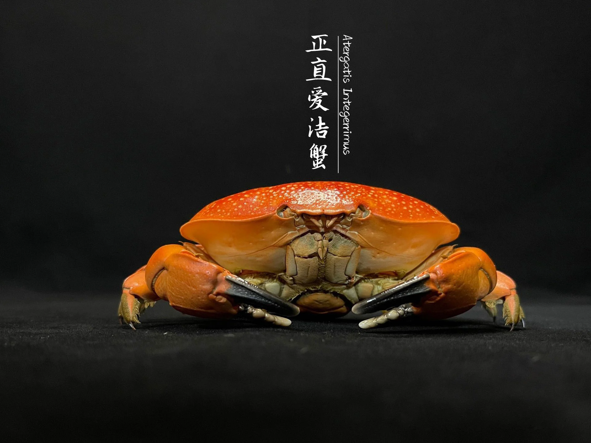 Atergatis Integerrimus Real Crab Specimen Special Handicrafts Collectors Home Decor Ornament Desk Decoration Customized