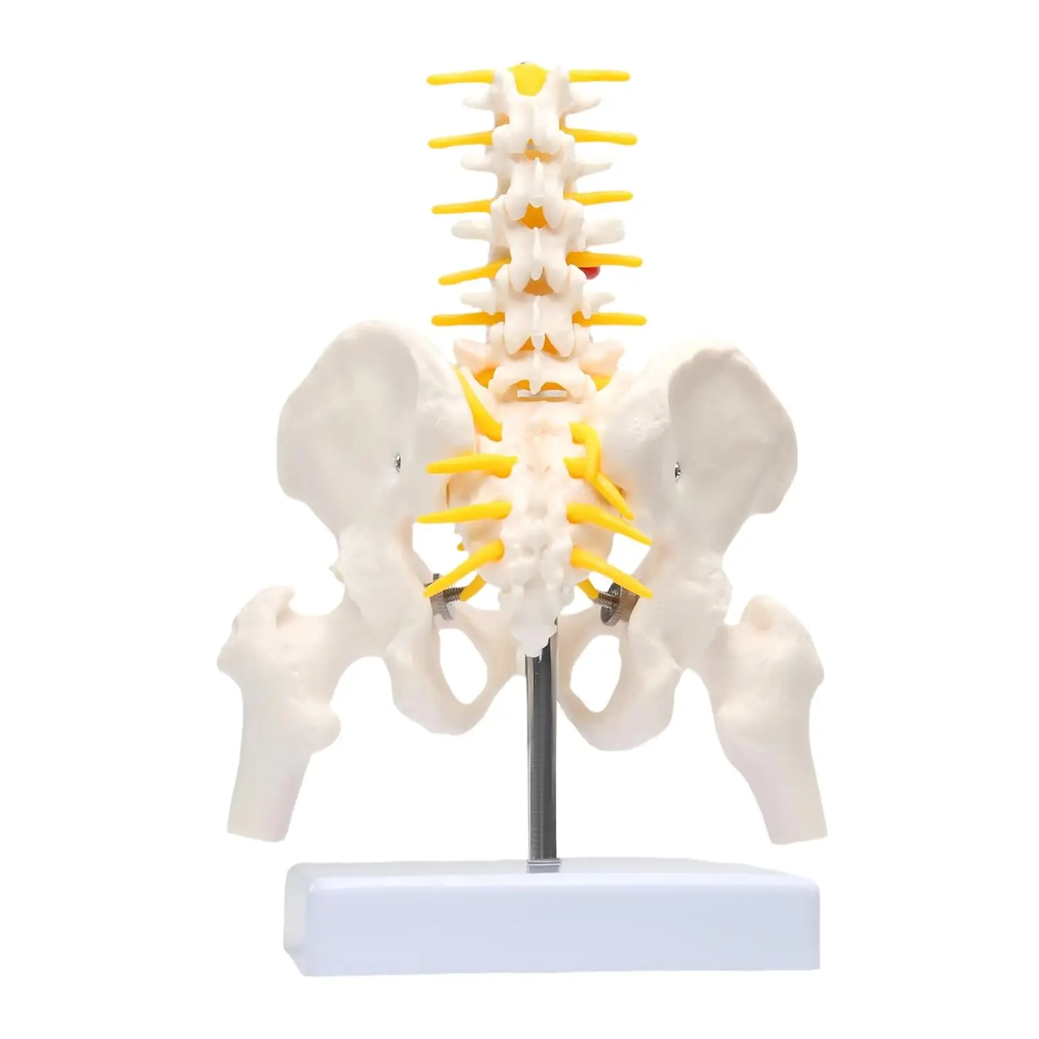 

Lumbar Column Spinal Model 8.6“ Sacrum and Spinal Nerves Anatomy Skeleton Model with Pelvis for Medical Research