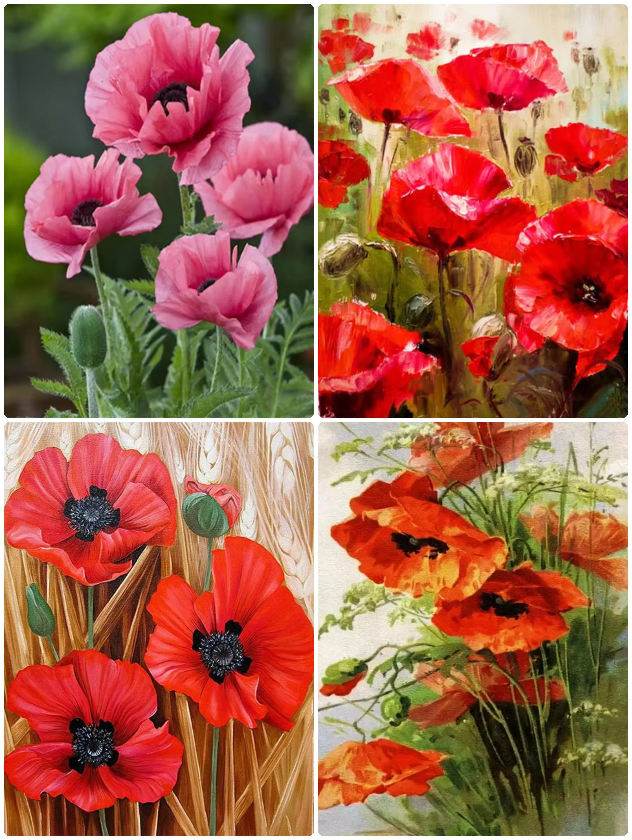 quebra-cabecas-para-adultos-flores-de-papoulas-vermelhas-quebra-cabecas-jogos-educativos-quebra-cabecas-coloridos-presentes-decoracao-de-casa
