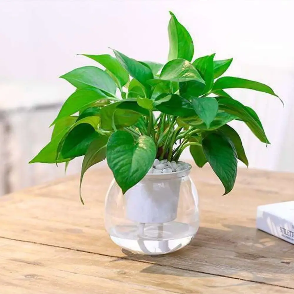 Lazy Automatic Watering Flower Pot Round Plastic Water Storage Flower Pot Including Liner Transparent